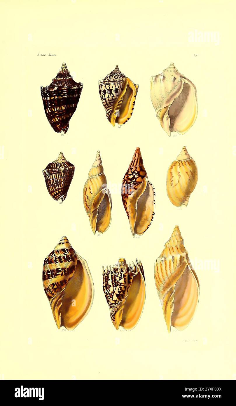 Shells feature detailed ridges hi-res stock photography and images - Alamy