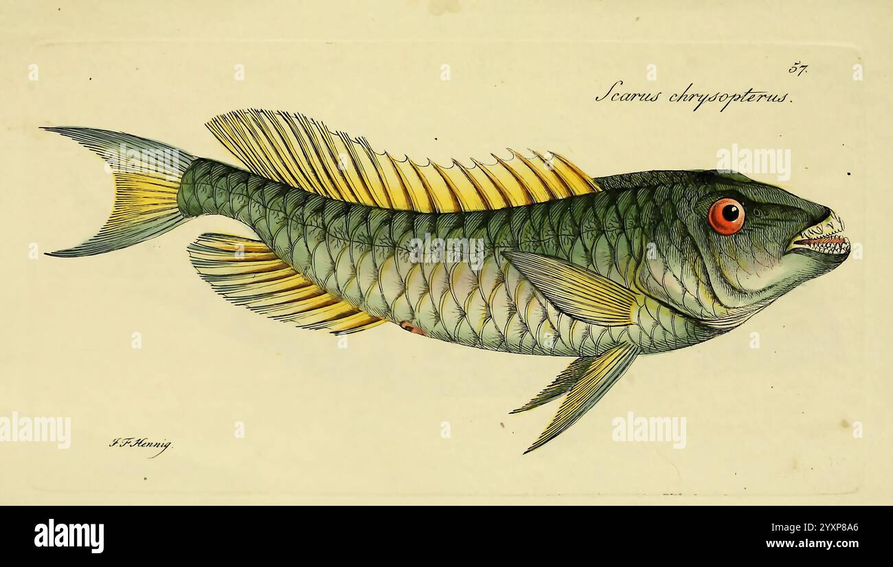 M.E. Blochii Systema ichthyologiae iconibus CX illustratum v.2 Berolini ...