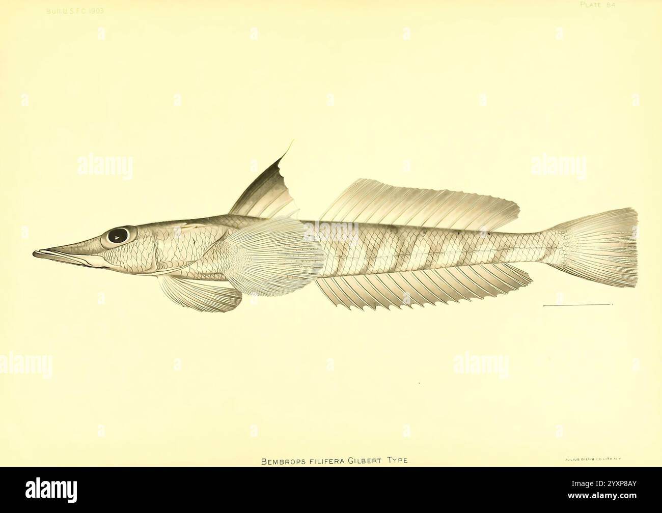 Fish identifies hi-res stock photography and images - Alamy