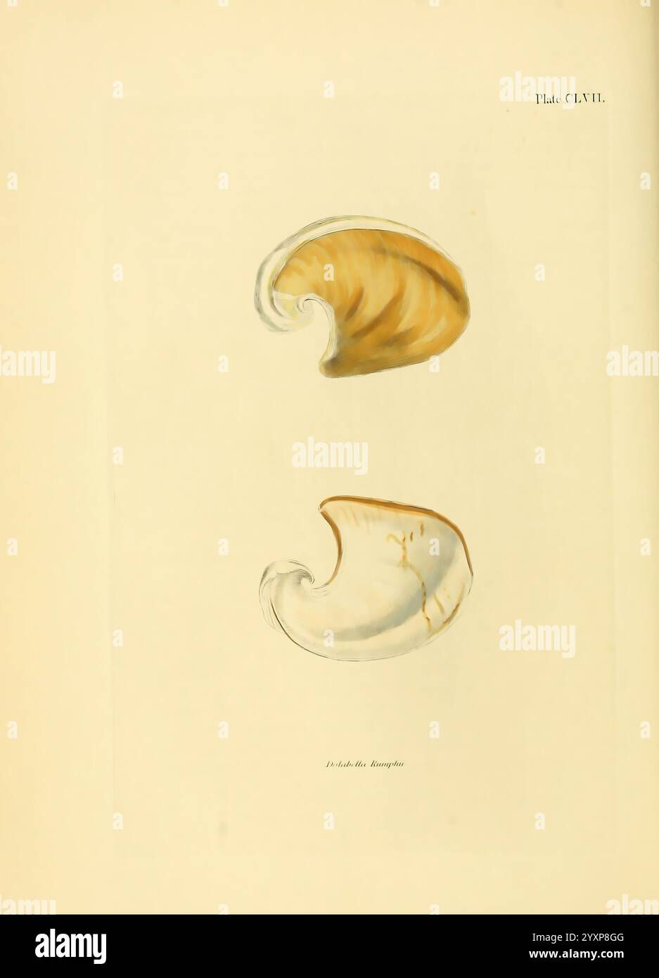 Background presents subtle markings hi-res stock photography and images ...