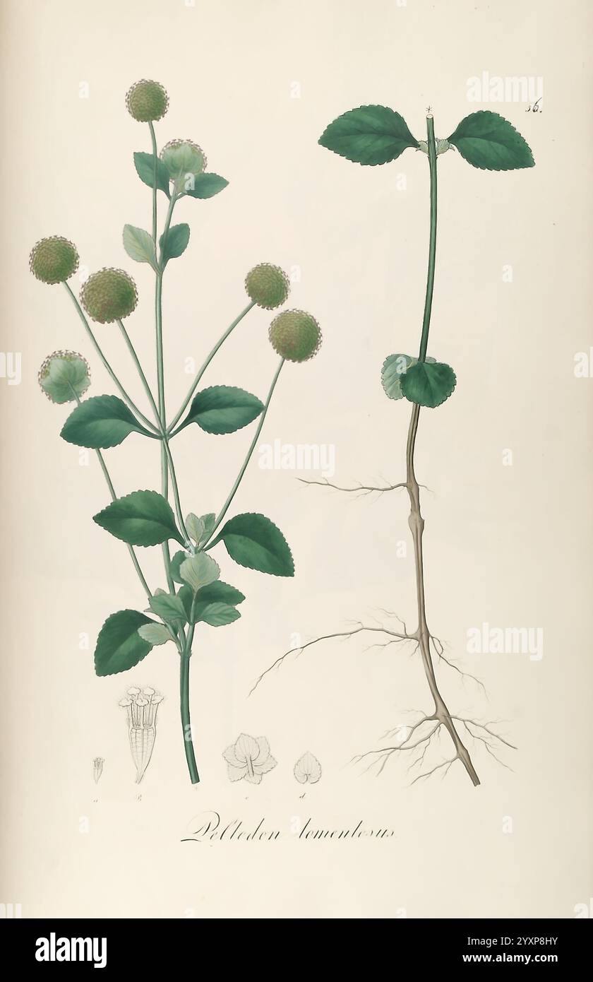 Plantarum Brasiliae icones et descriptiones hactenus ineditae ...