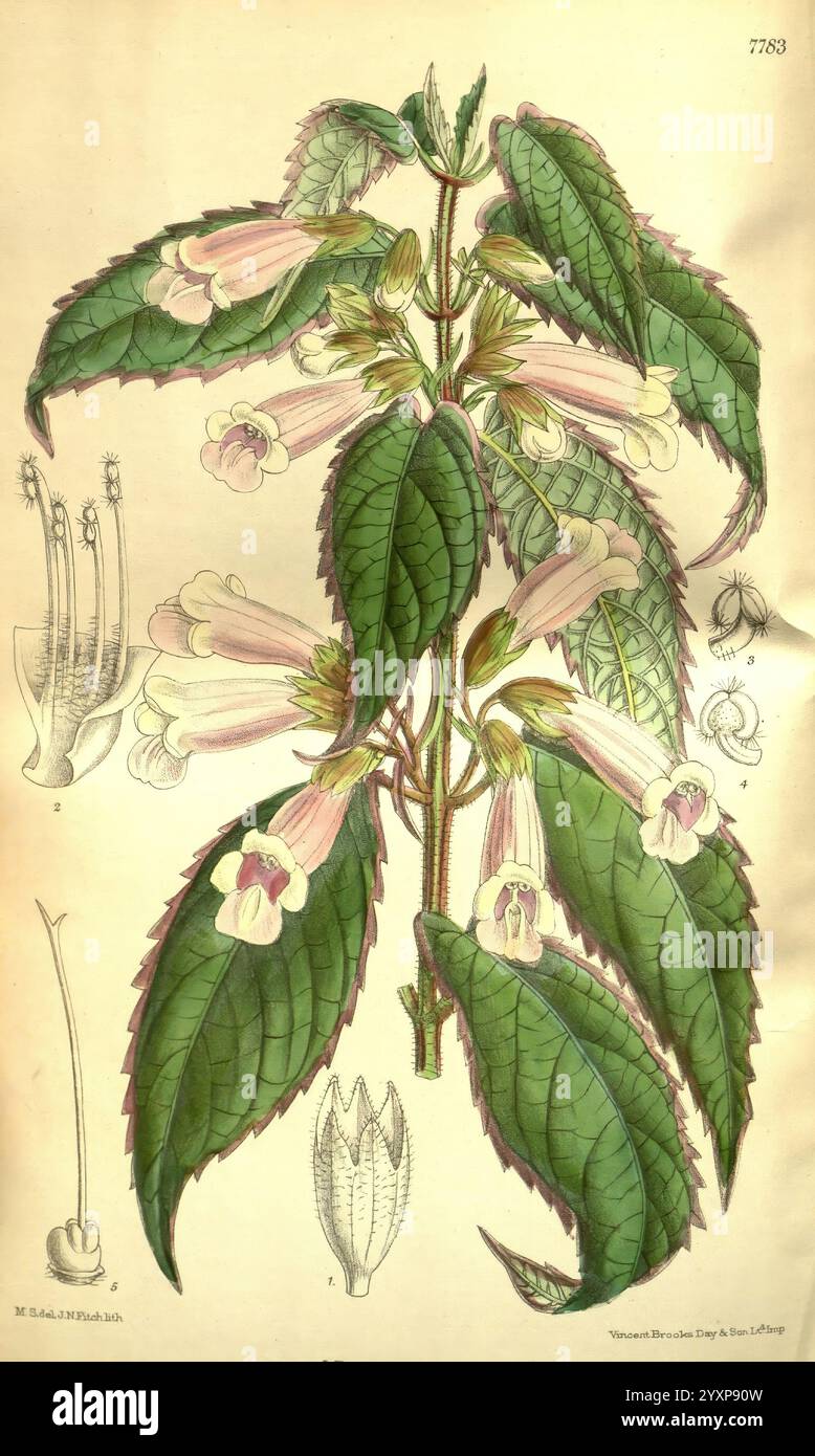 Curtis's Botanical Magazine, London, New York, Botanical Illustration ...