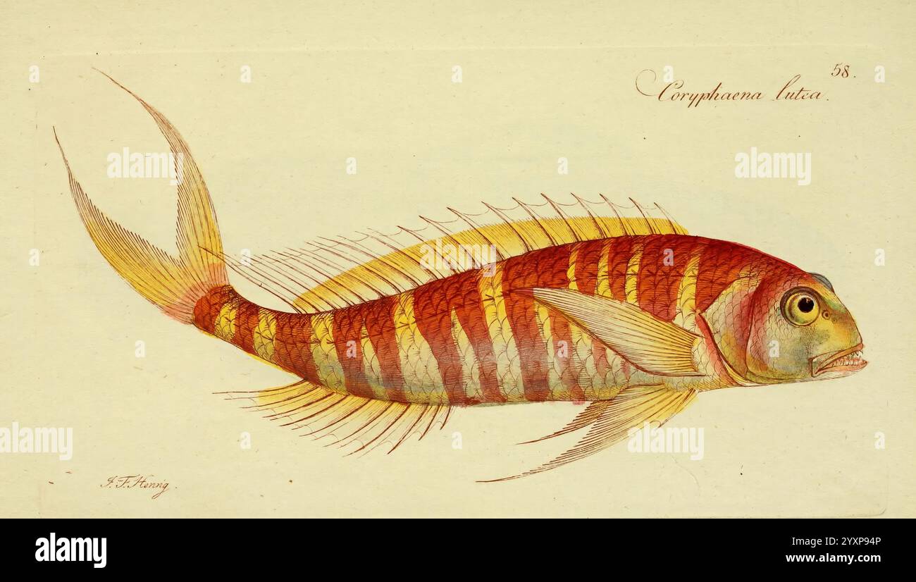 Johann friedrich hennig nemipterus japonicus coryphaena hi-res stock ...