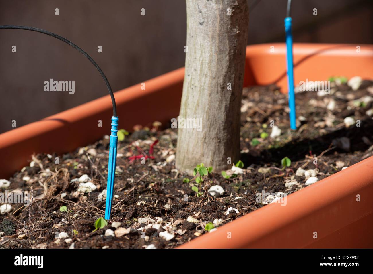 Drip Irrigation System Stock Photo - Alamy