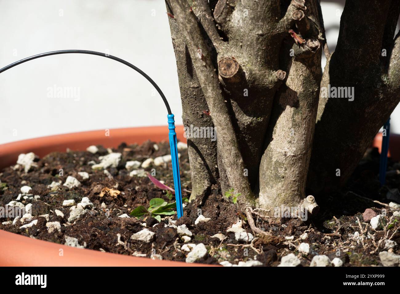 Drip Irrigation System Stock Photo - Alamy