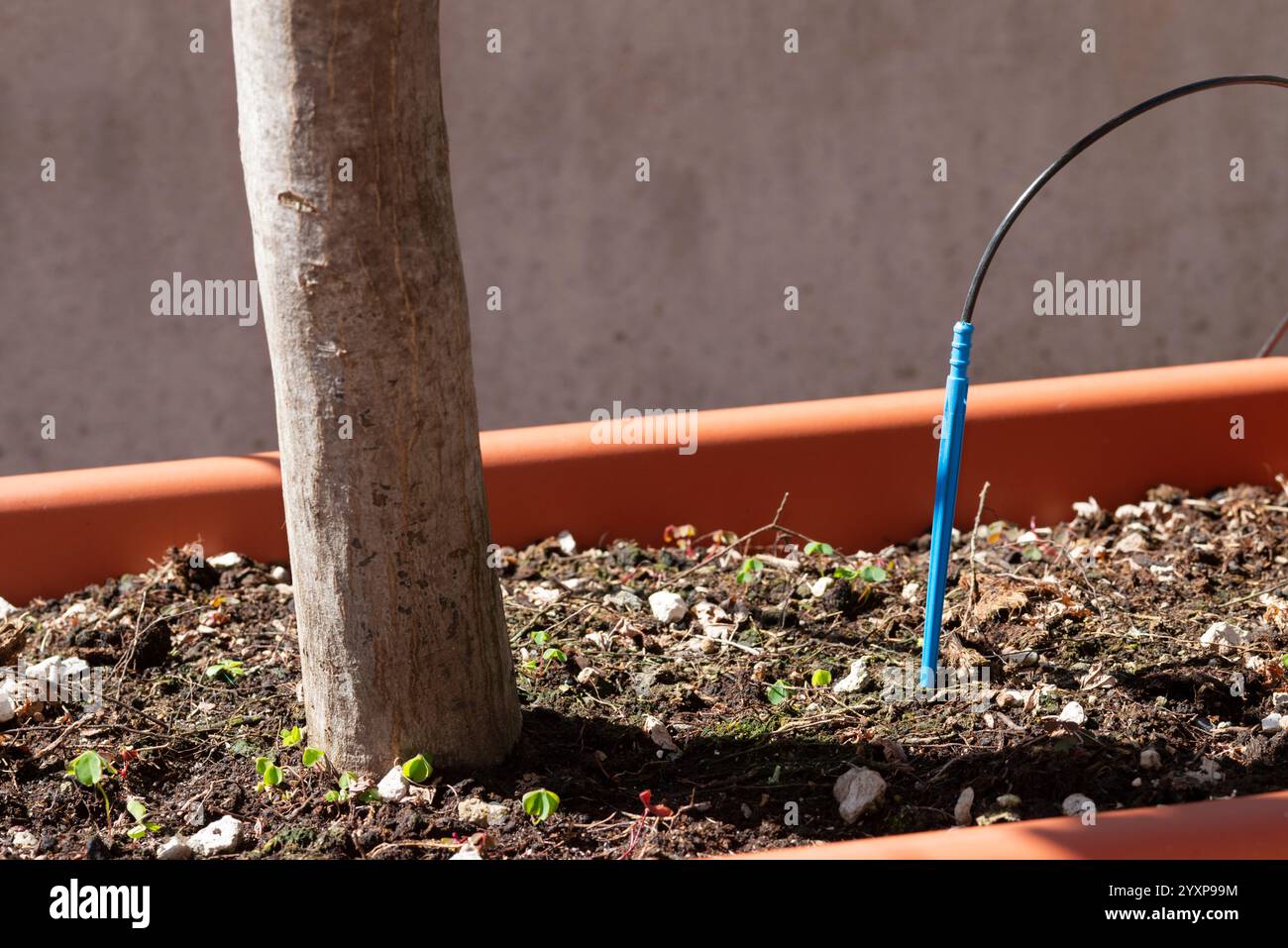 Drip Irrigation System Stock Photo - Alamy