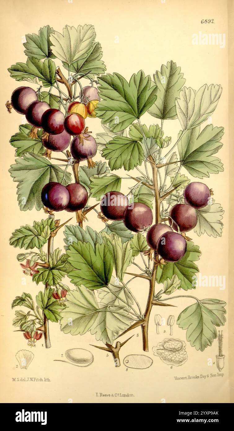 Nyc Ripe Curtis's Botanical Magazine London New York etc. botanical illustration ...