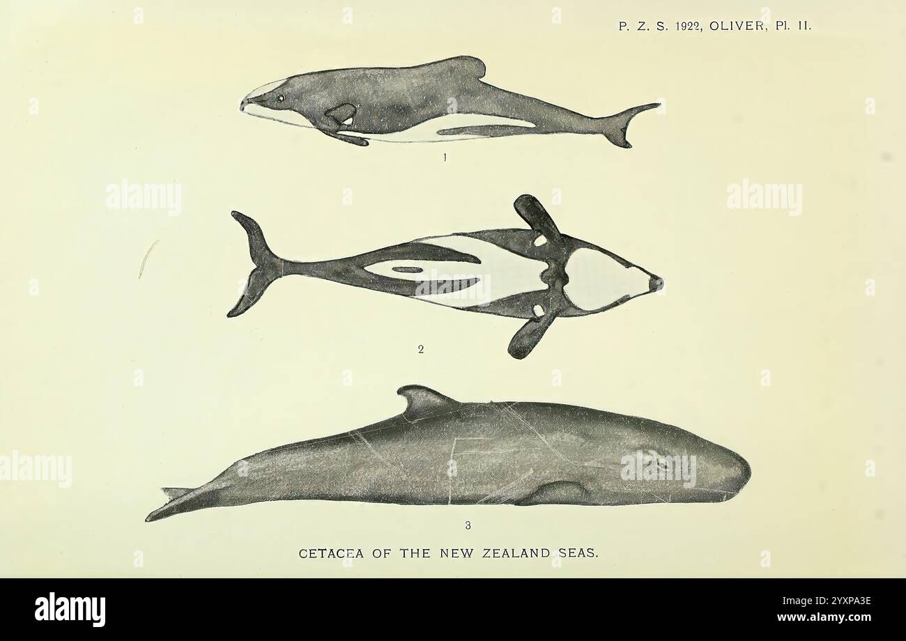 Proceedings of the Zoological Society of London, London, Academic Press ...