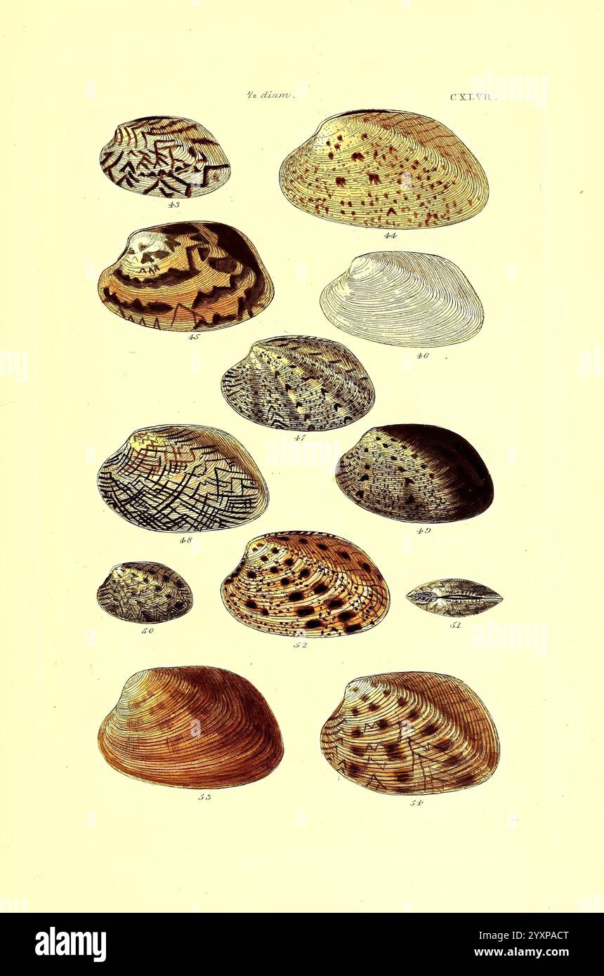 Shell exhibits different coloration patterns hi-res stock photography ...