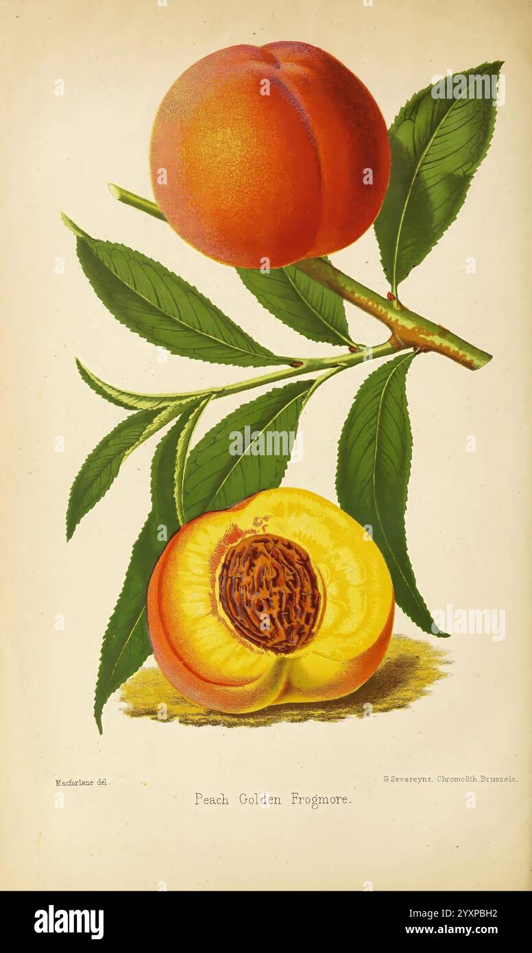 Peach underscore hi res stock photography and images alamy