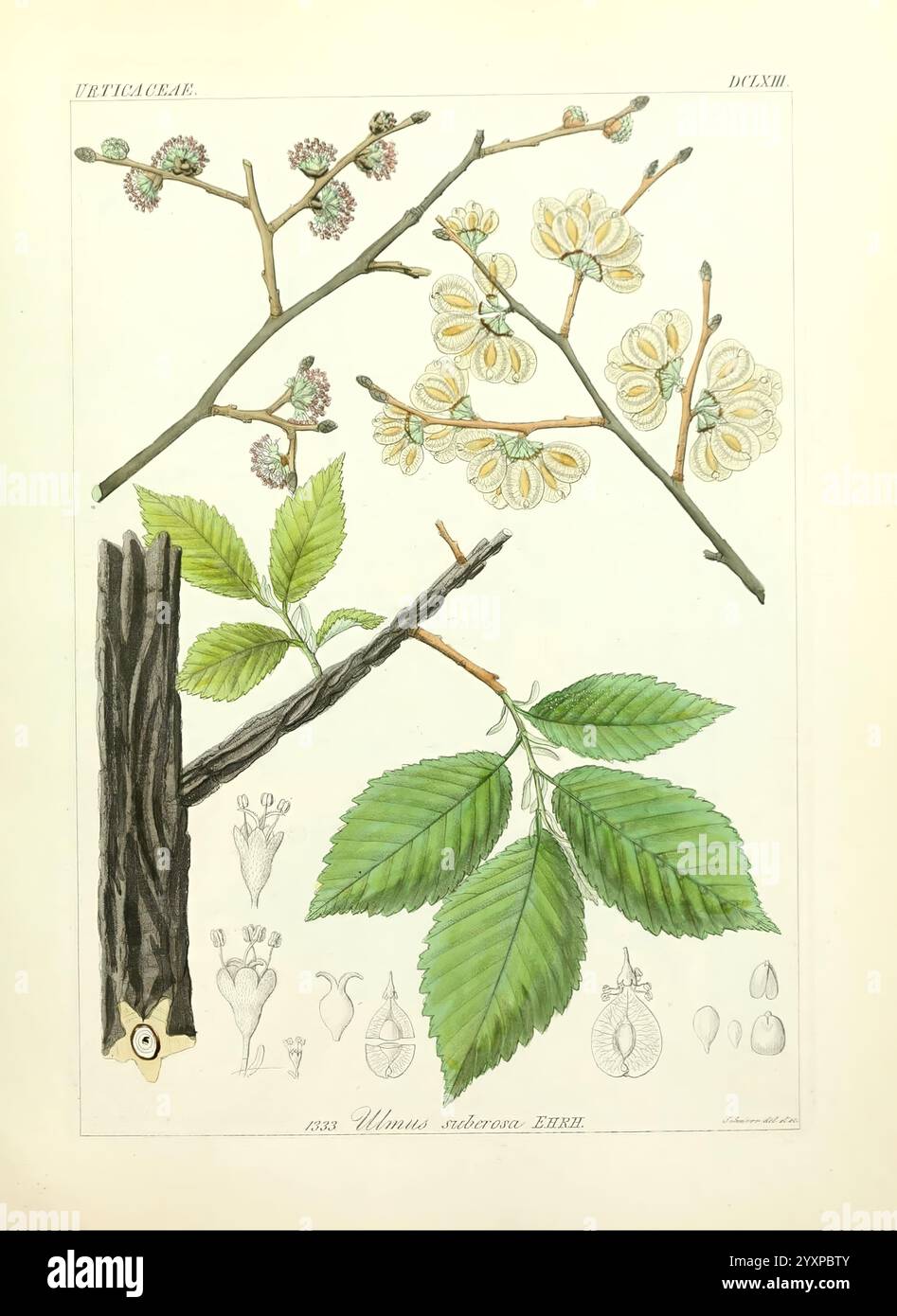 Icones florae Germanicae et Helveticae, simul Pedemontanae, Tirolensis ...