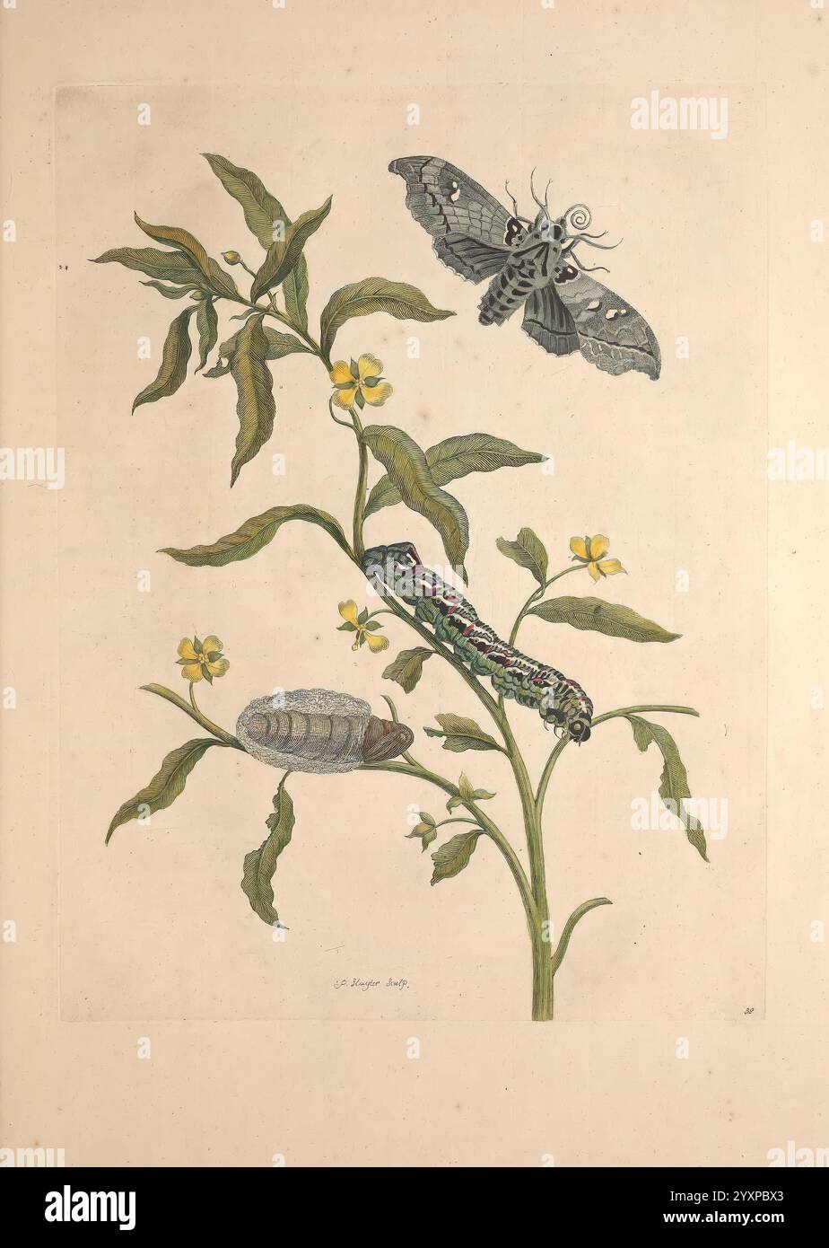 Maria Sybilla Merian, Over de voortteeling en wonderbaerlyke ...
