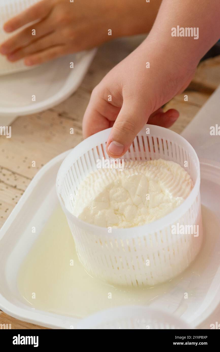 Italy, Lombardy, Boy in a Dairy Learns to Make Fresh Cheese Called Primo Sale Stock Photo