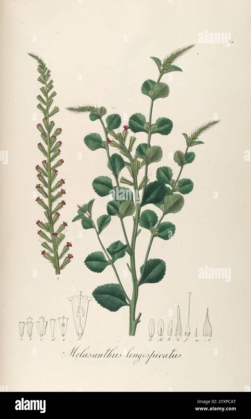 Detailed sketches of plant components hi-res stock photography and ...