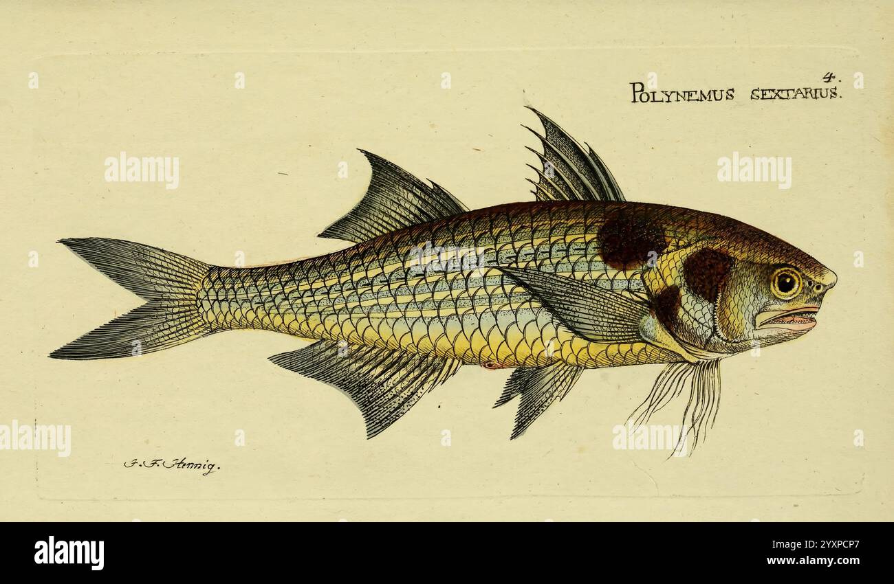 Fishs distinctive characteristics hi-res stock photography and images ...