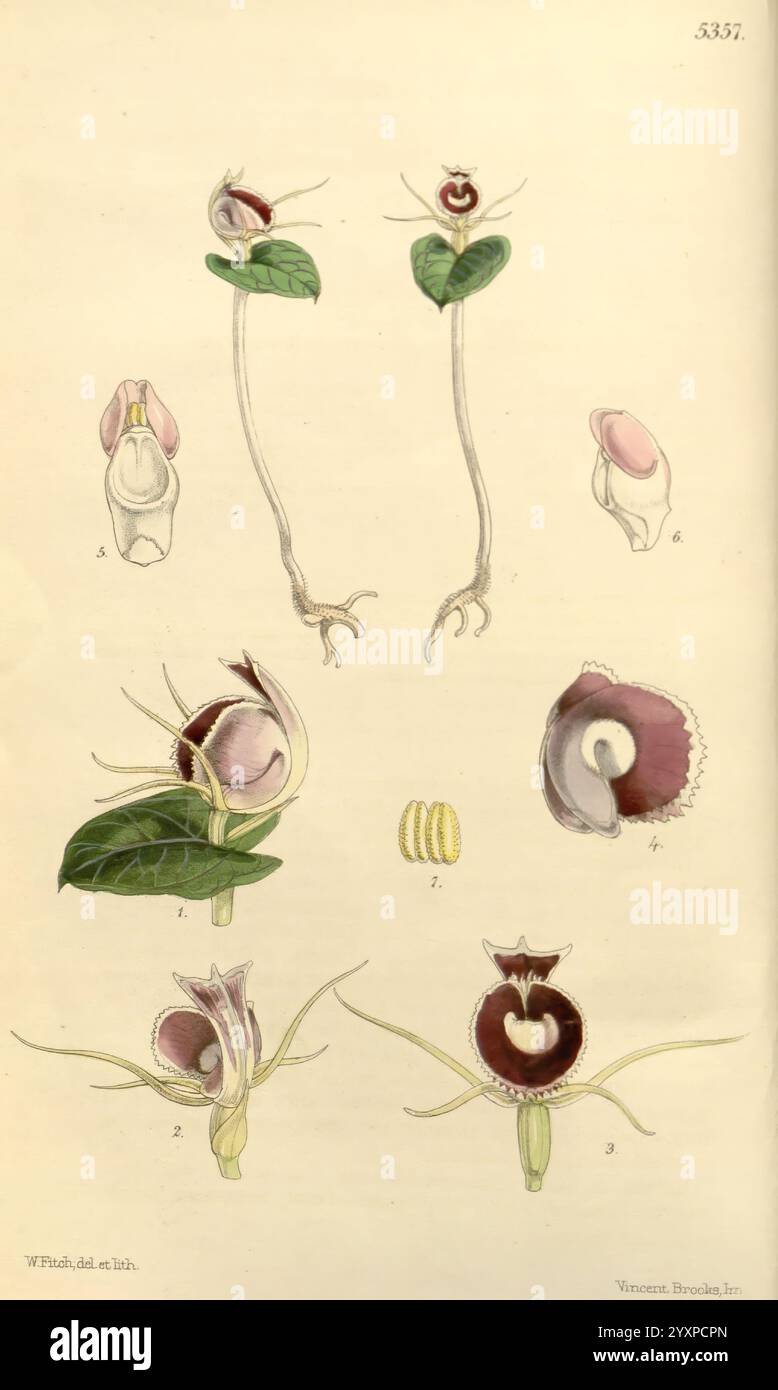 Curtis's Botanical Magazine, London, New York, Botany, Periodicals ...