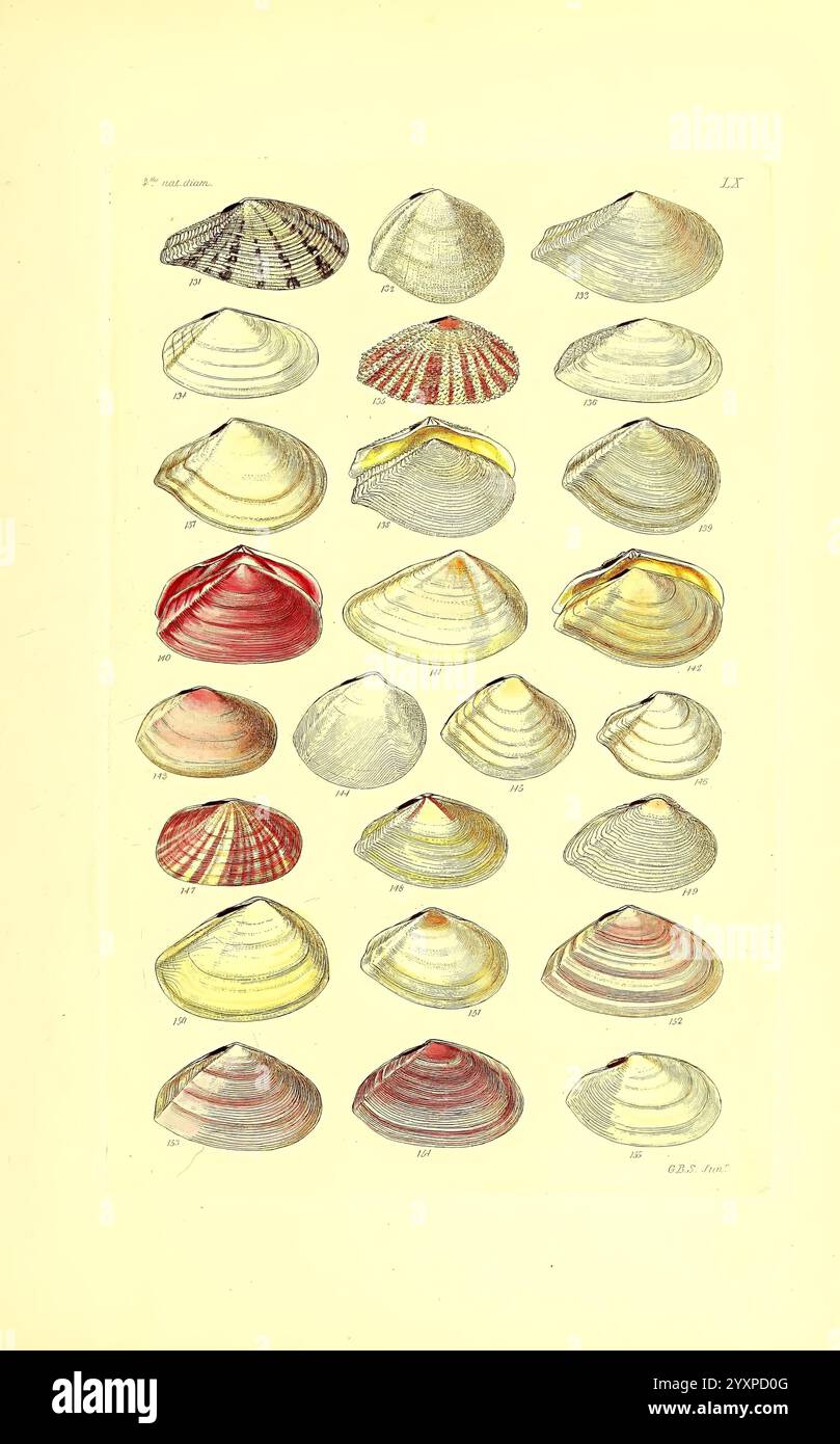 Ribbed Shell Design Distinctive ribbed shells hi-res stock photography and images - Alamy
