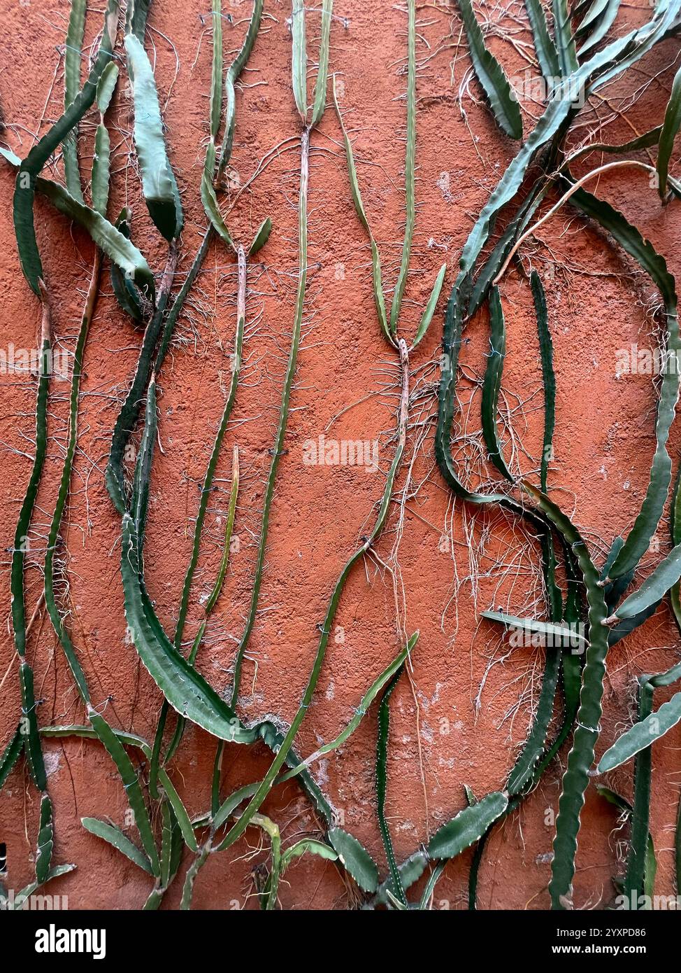 Growing up the walls hi-res stock photography and images - Alamy