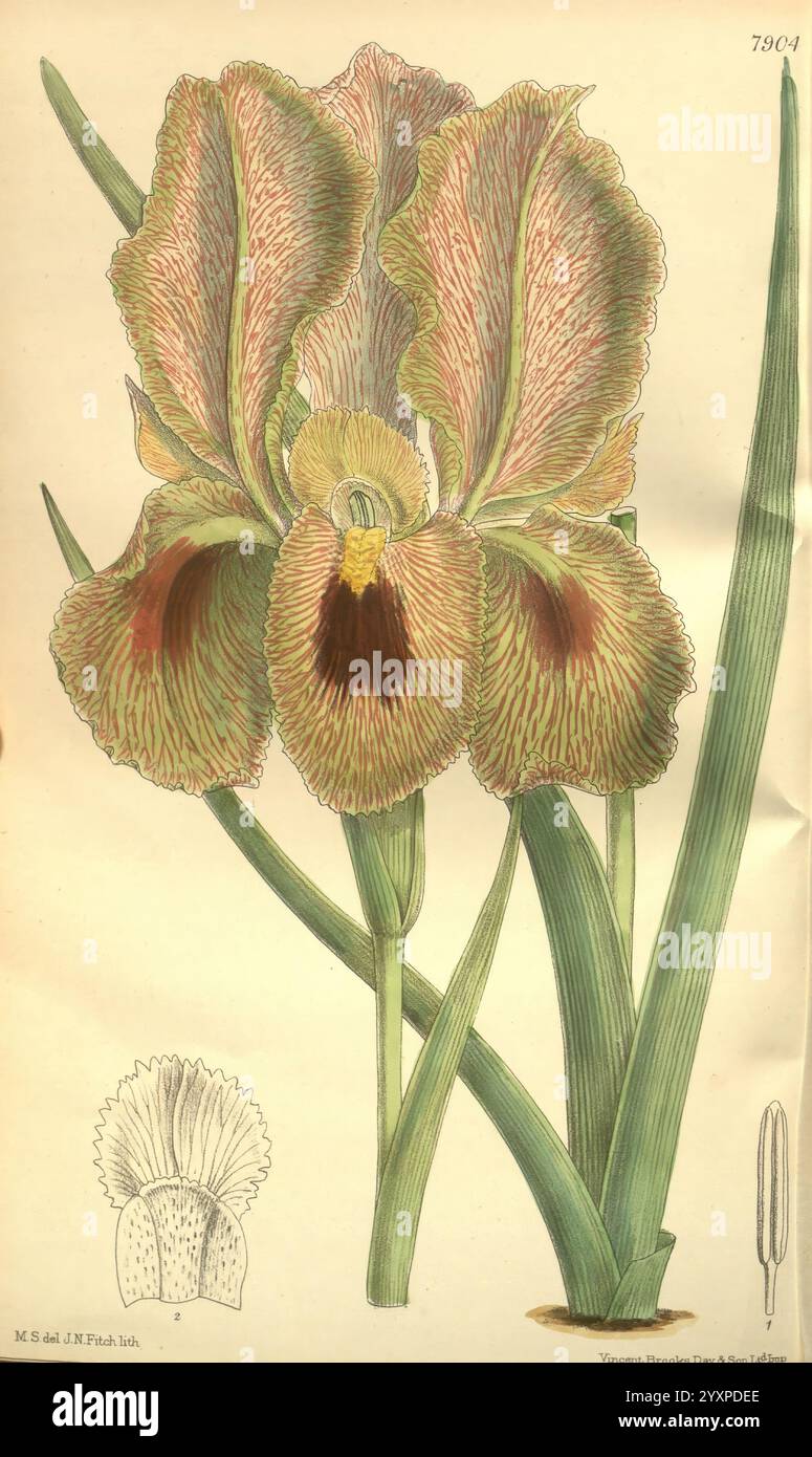 Flower boasts broad hi-res stock photography and images - Alamy