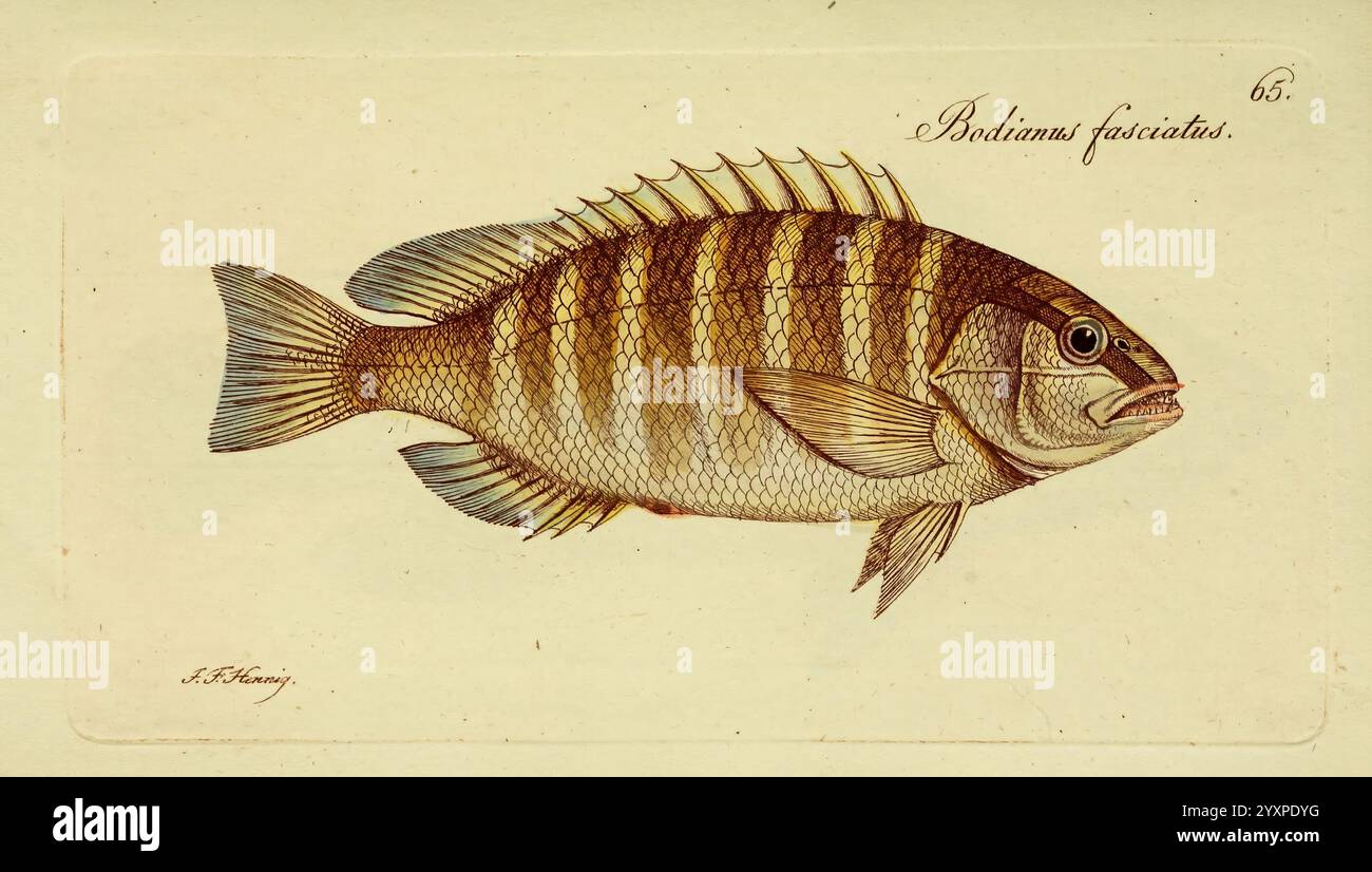 Fish features prominent horizontal stripes hi-res stock photography and ...