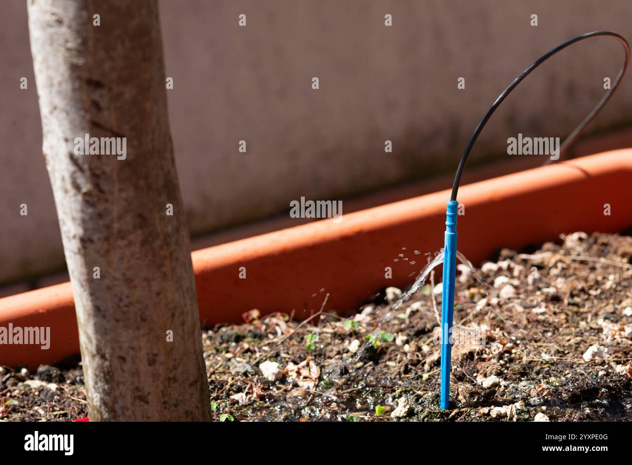 Drip Irrigation System Stock Photo - Alamy