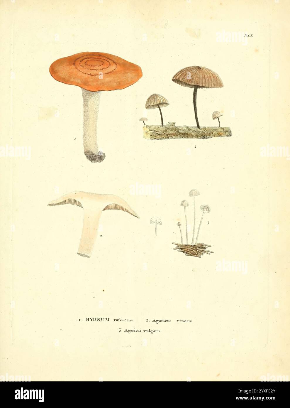 Hydnum resinosum hi-res stock photography and images - Alamy