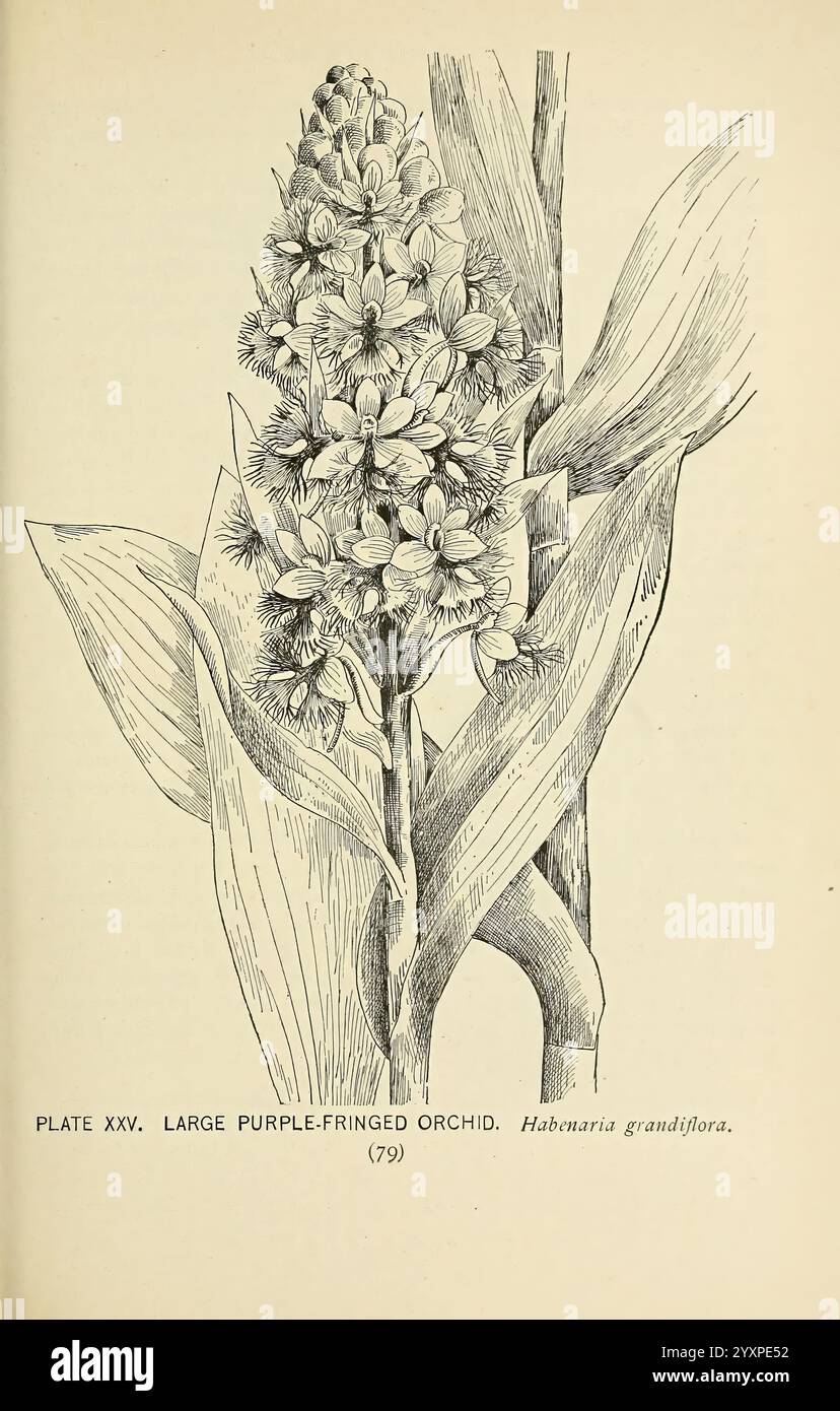 Southern, wild, flowers, and, trees, New York, Stokes, [1901], botany ...