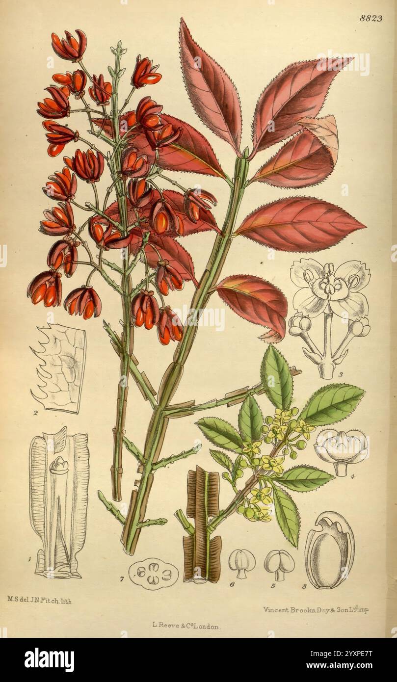 Science matilda smith euonymus alatus hi-res stock photography and ...
