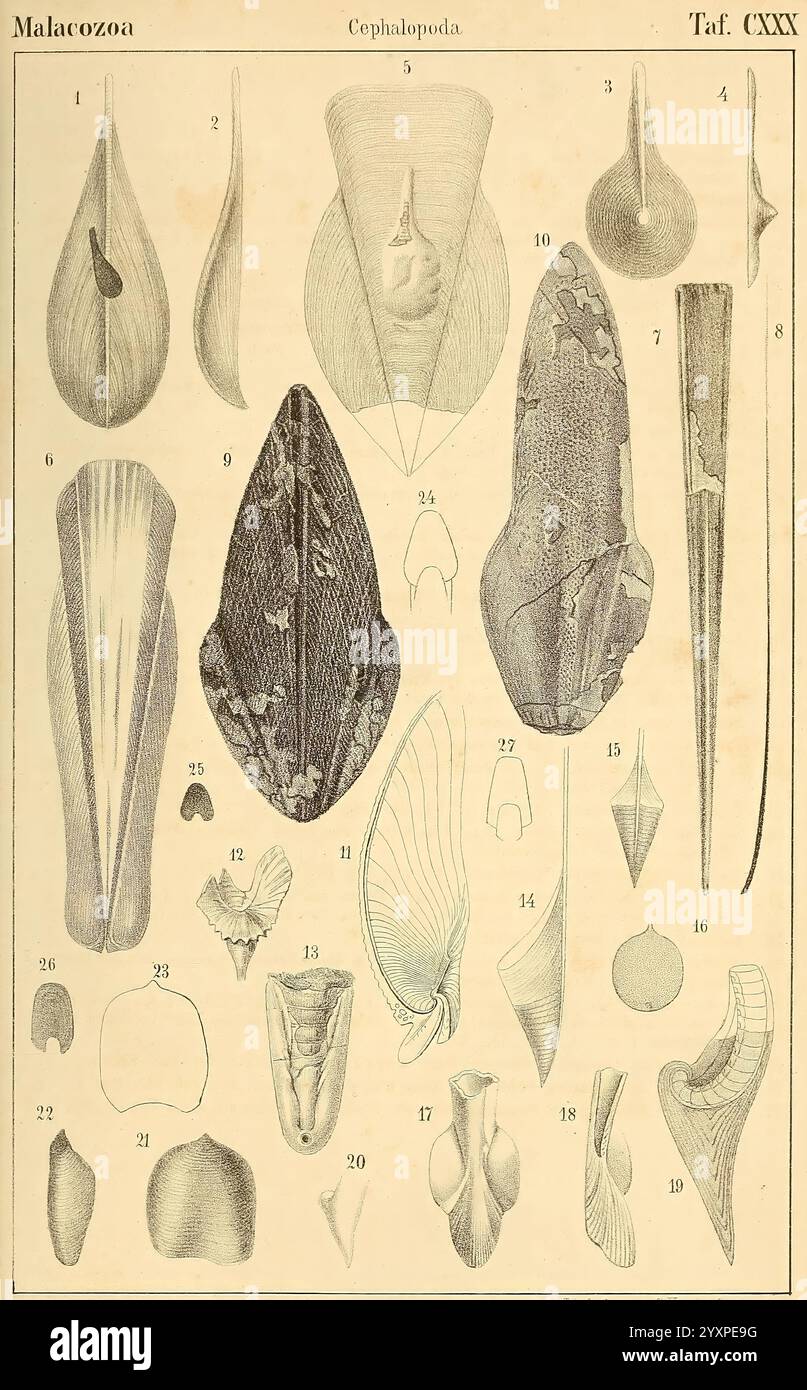 Various morphological traits hi-res stock photography and images - Alamy