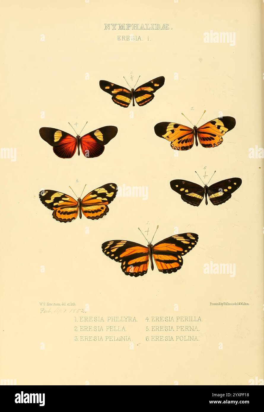 Top row features three unique butterfly species hi-res stock ...