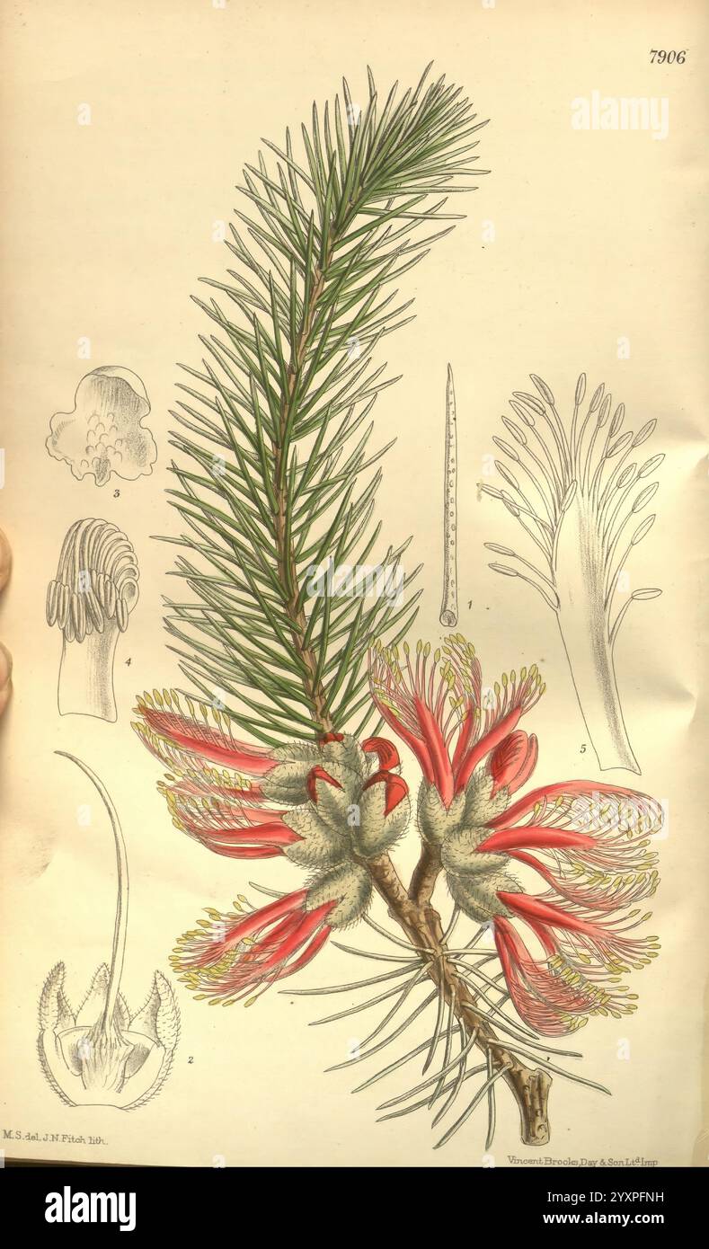 Curtis's Botanical Magazine London New York Botanical Illustration ...