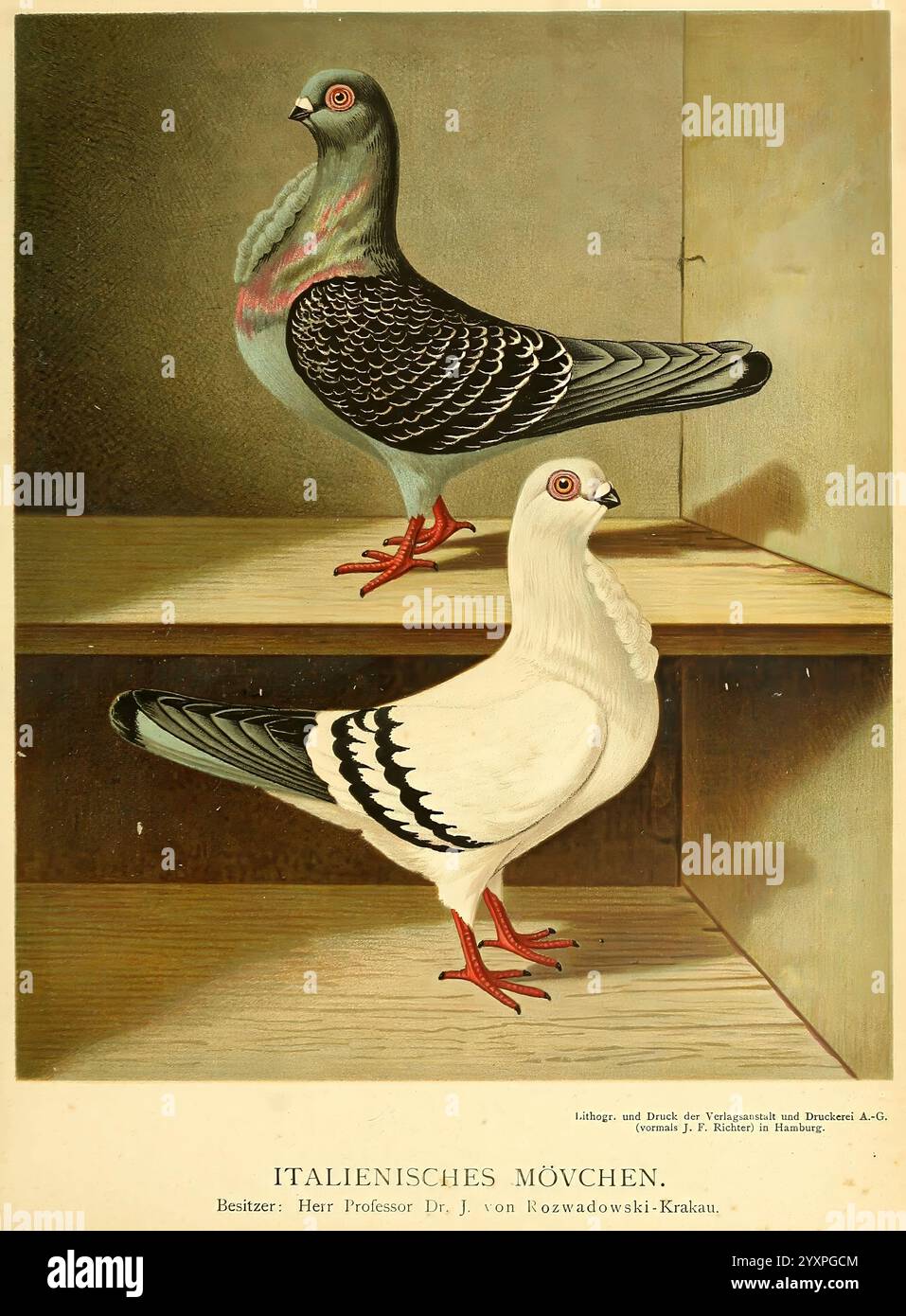 Pigeon Color Variations Illustration showcases two varieties hi-res stock photography and ...