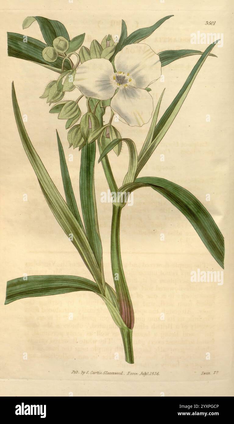 Curtis's Botanical Magazine, London, New York, botany, periodicals ...