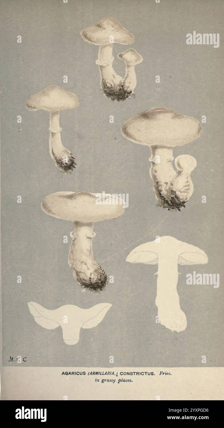 Illustrations of British Fungi (Hymenomycetes), to serve as an atlas to ...