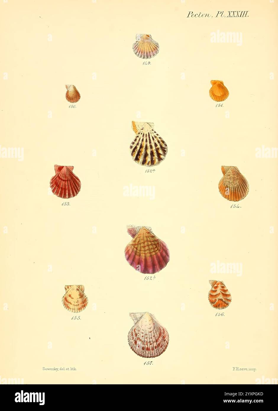 Diverse shapes vary hi-res stock photography and images - Alamy