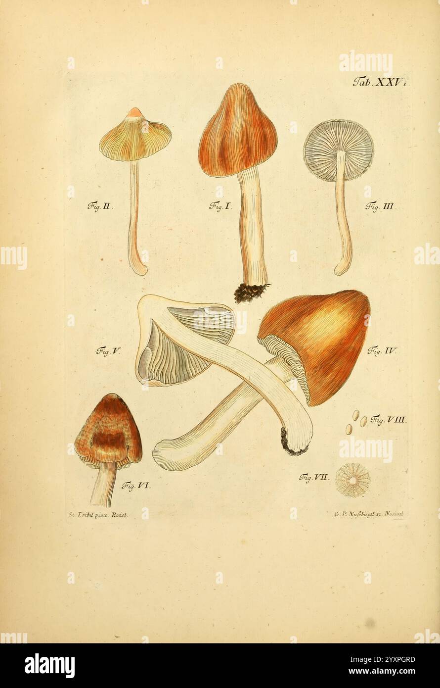 Highlighting distinct attributes hi-res stock photography and images ...