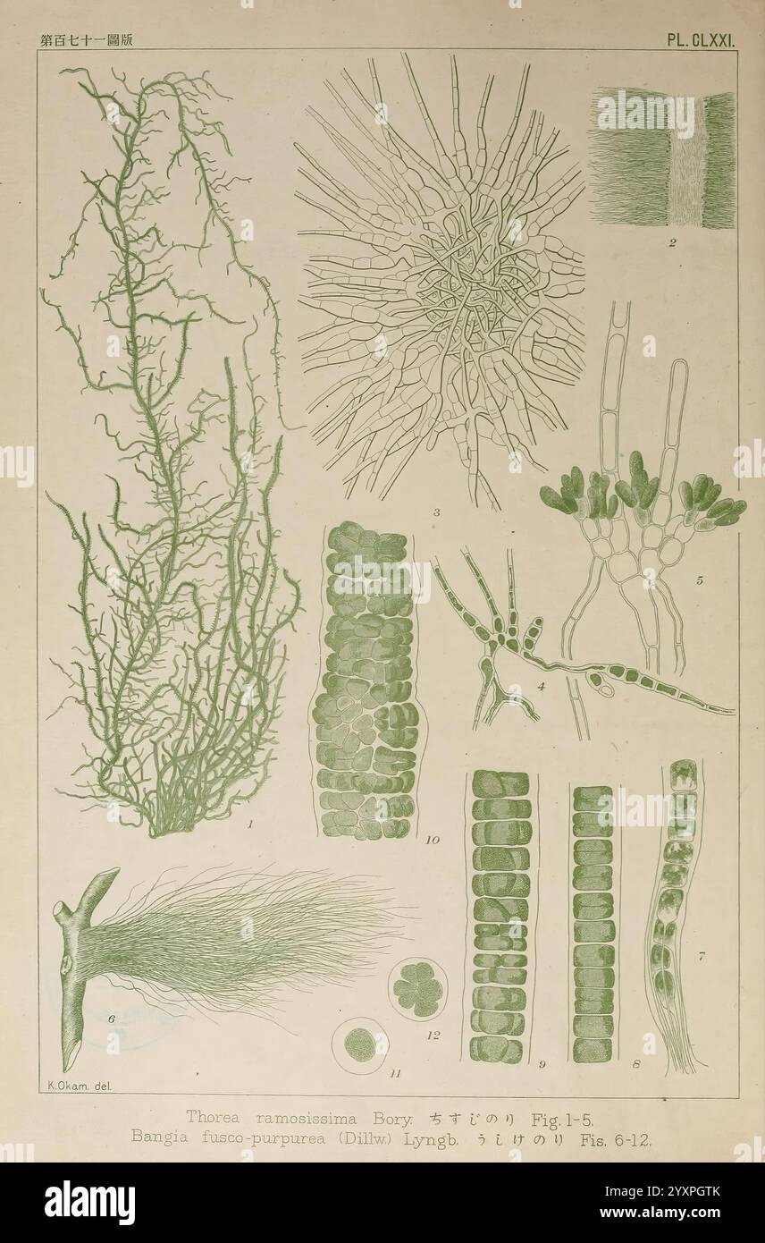 Japanese algae tokyo kazamashobo 1907 1942 japan algae