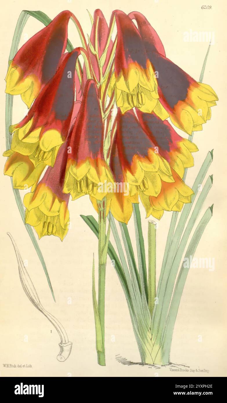 Blooms exude hi res stock photography and images Alamy