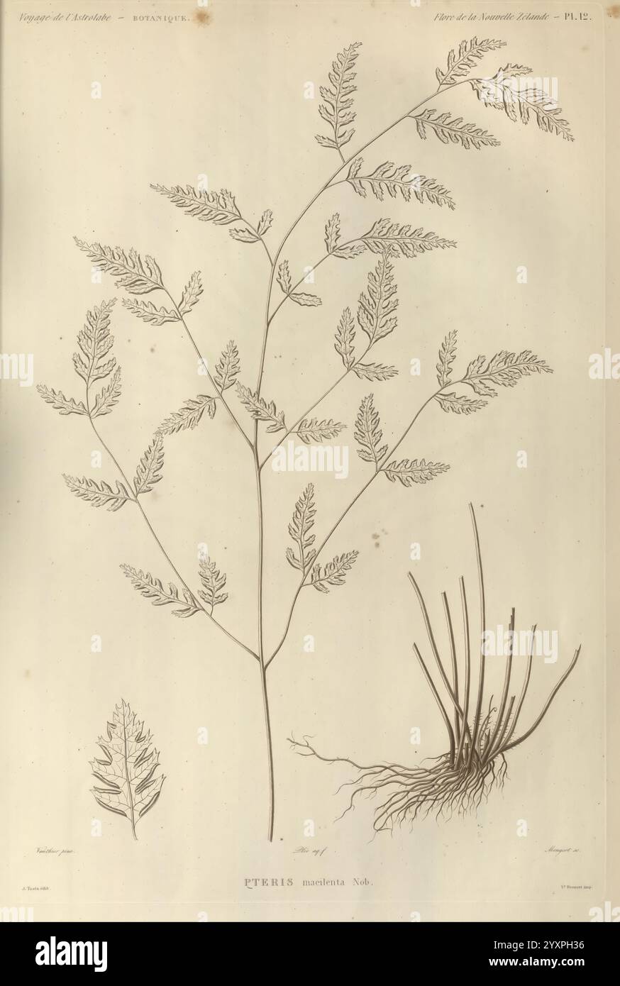 Finely dissected pattern characteristic hi-res stock photography and ...