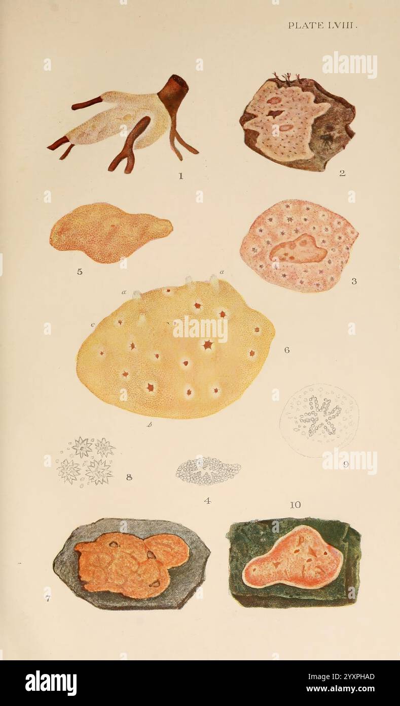 Sponge Forms Two additional samples hi-res stock photography and images - Alamy