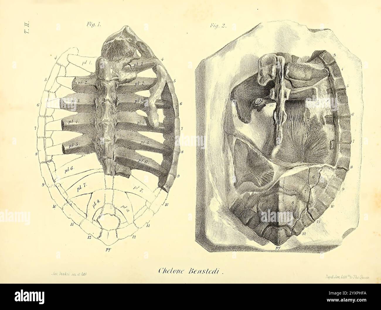 A monograph on the fossil Reptilia of the Cretaceous formations London ...