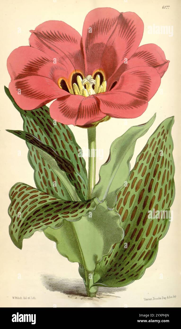 Curtis's Botanical Magazine, London, New York, botanical illustration ...