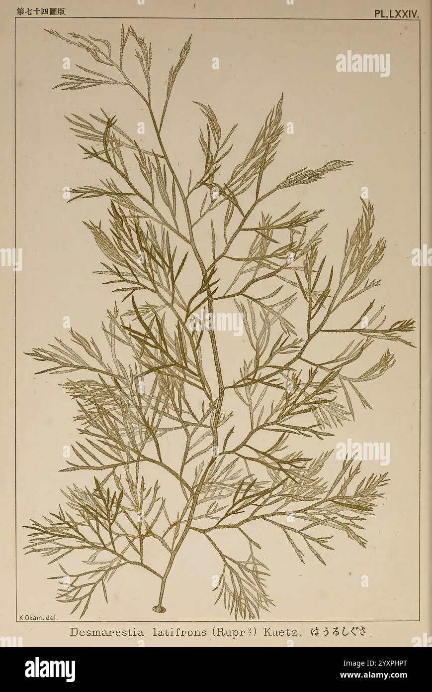 Icones of Japanese algae, v.2, Tokyo, Kazamashobo, 1907-1942, algae ...