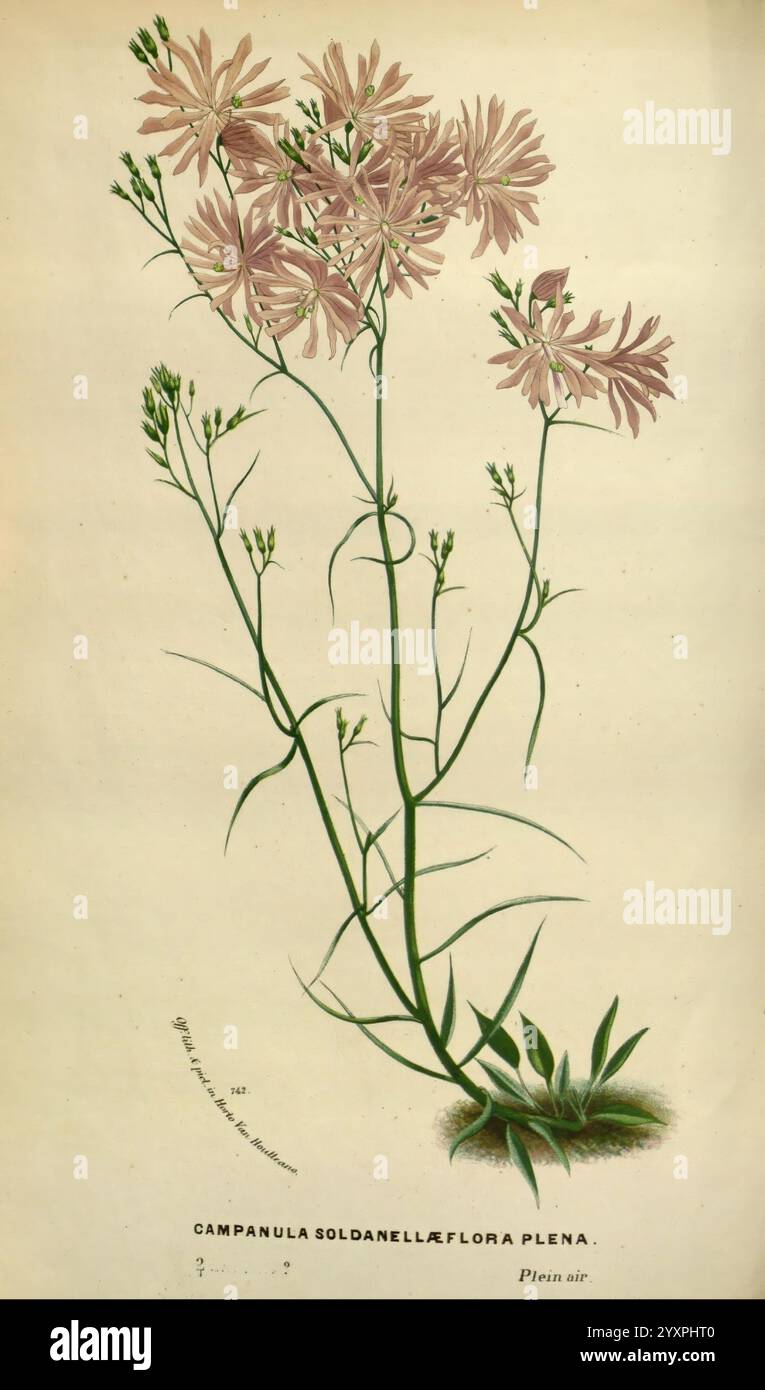 Grow atop slender stems hi-res stock photography and images - Alamy