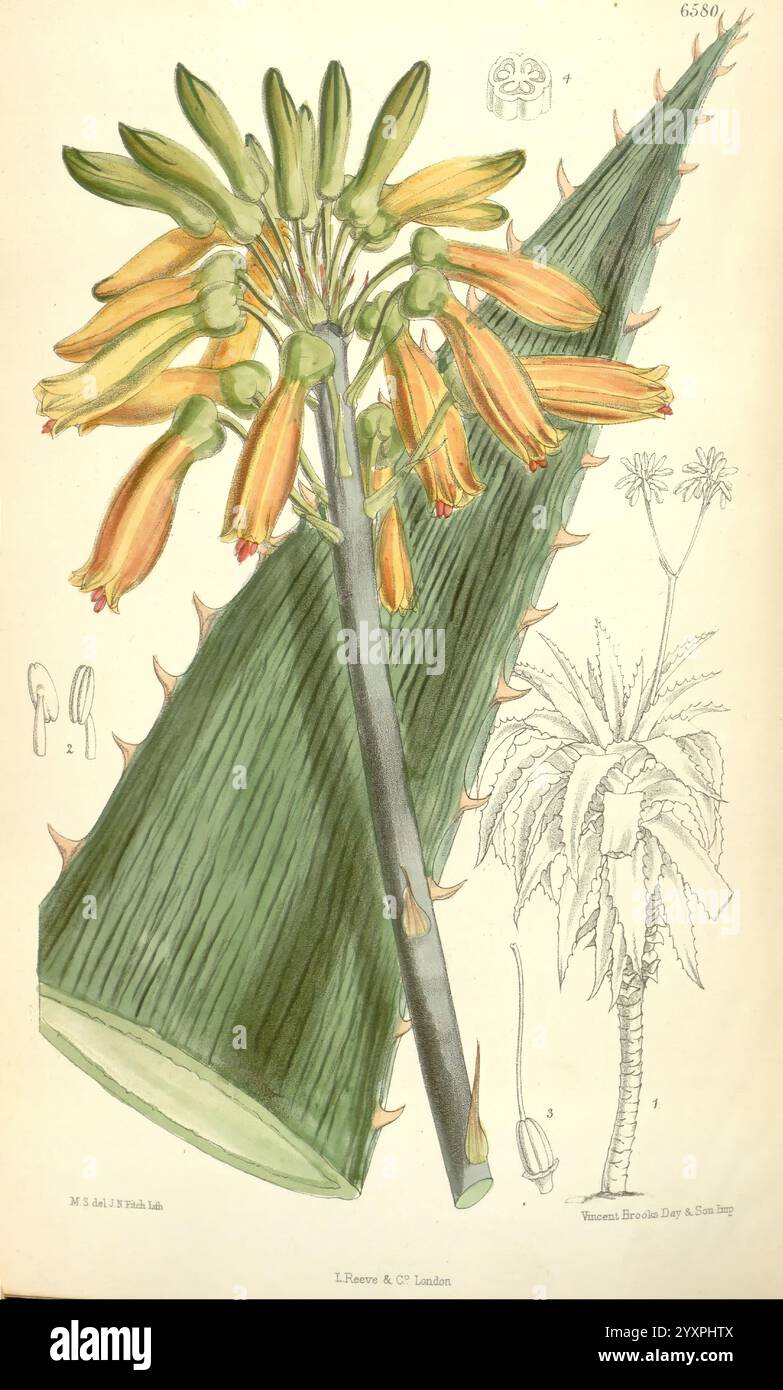 Science matilda smith aloe macracantha aloe maculata taxonomy hi-res ...