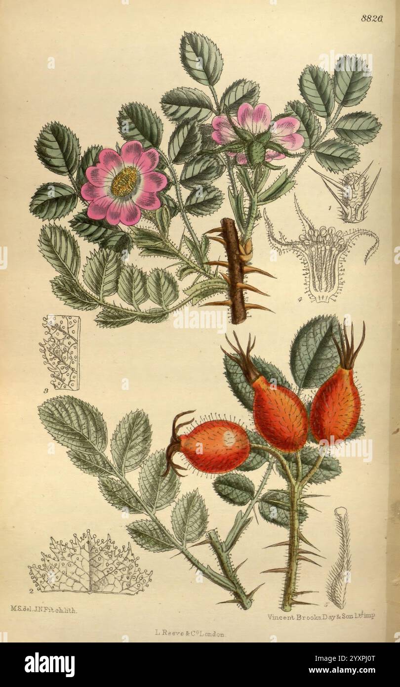 Illustrated alongside spiny stems hi-res stock photography and images ...