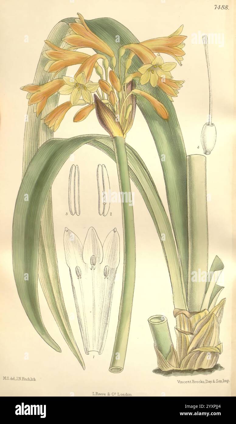 Science flowers matilda smith hi-res stock photography and images - Alamy