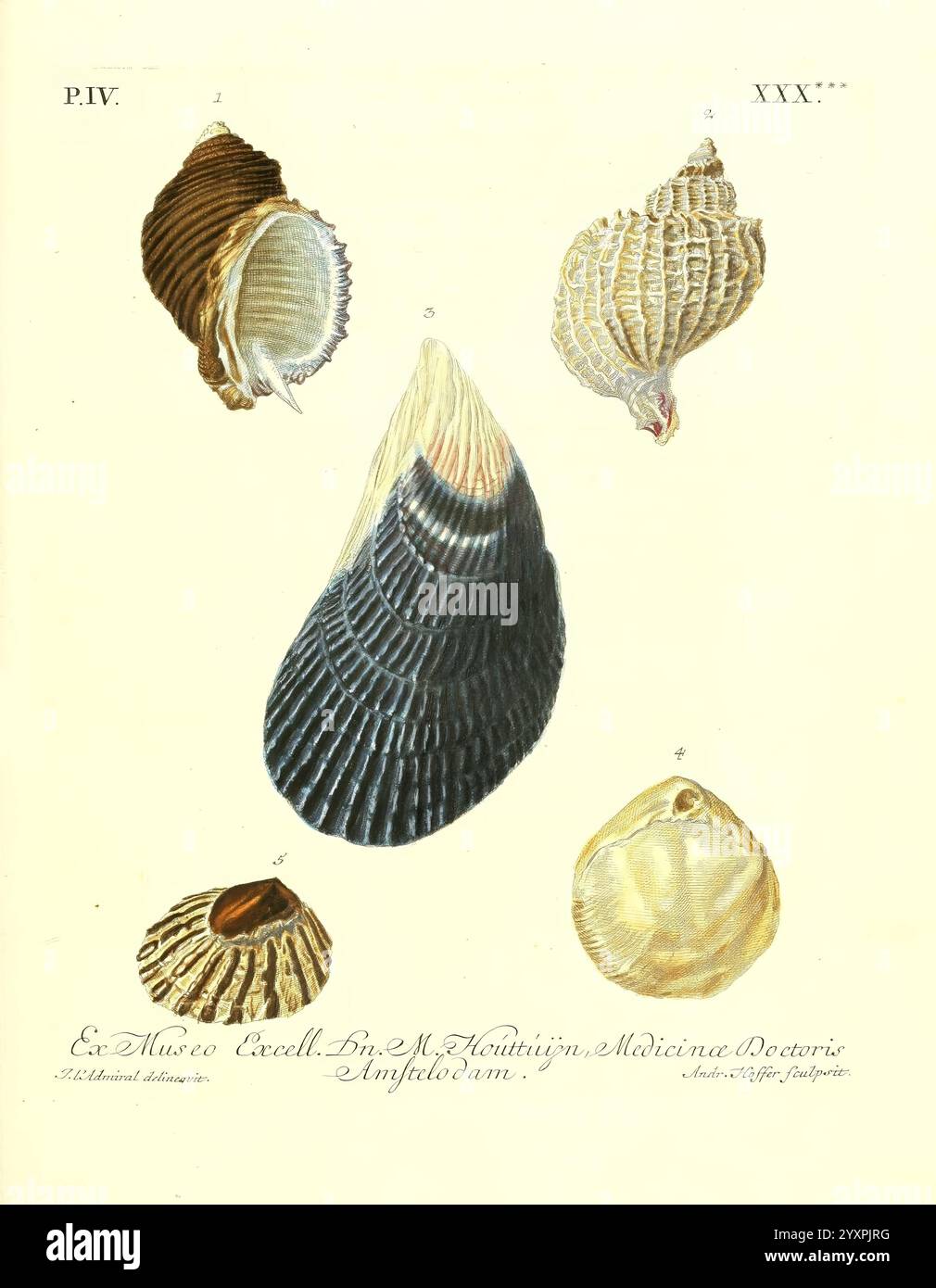 Five meticulously detailed shells hi-res stock photography and images ...
