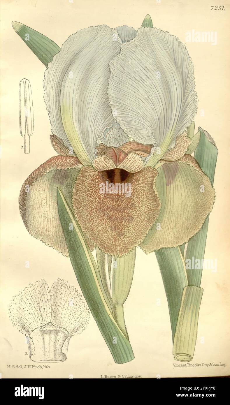 Lily matilda smith women in science matilda smith hi-res stock ...