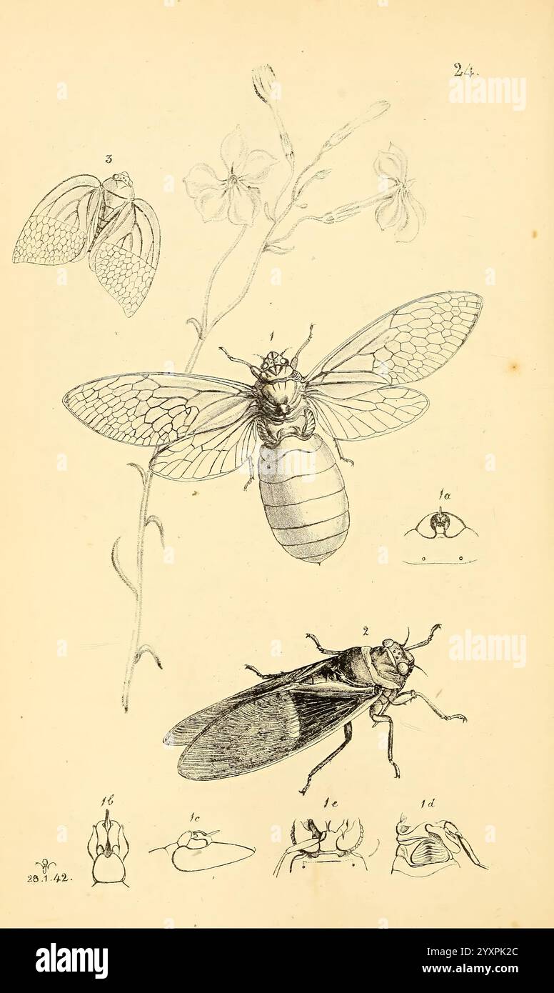 Arcana entomologica, or Illustrations of new, rare, and interesting ...